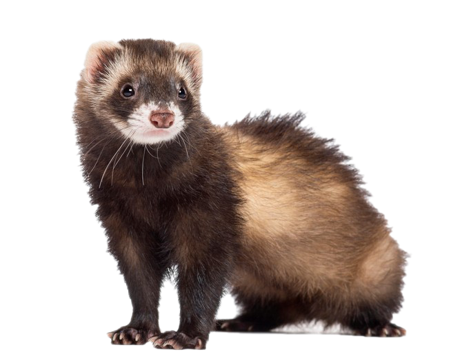 Ferret for sale near me