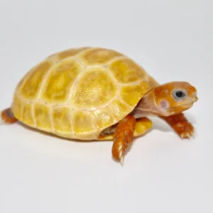 Platinum Yellow Leucistic Red Foot Tortoise