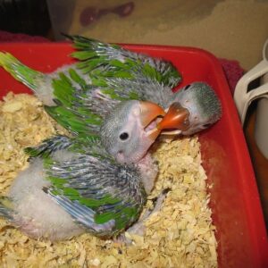 Baby Alexandrian Parrot