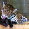 Jaguar Cubs For Sale