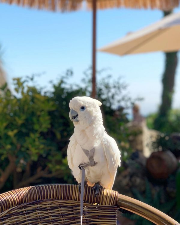 Solomon’s Cockatoo parrot for sale