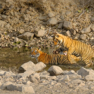 Tiger Cubs For Sale