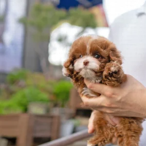 best place to buy a cavapoo puppy,