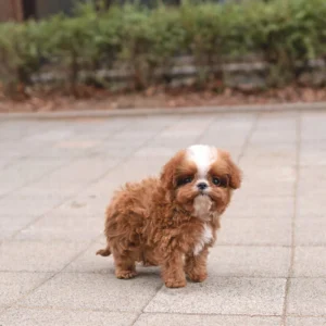 best place to buy a cavapoo puppy,