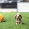 Dachshund puppies for sale near me 