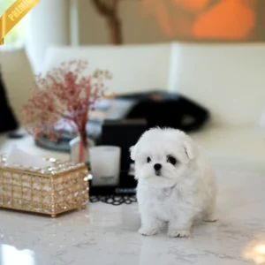 maltese puppy for sale in tn