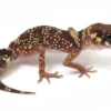 Australian barking gecko for sale
