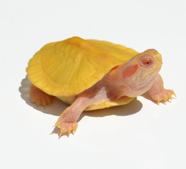 Albino Yellow Bellied Slider for sale