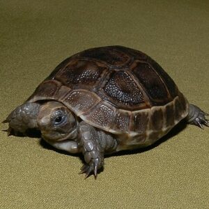 Black Greek Tortoise