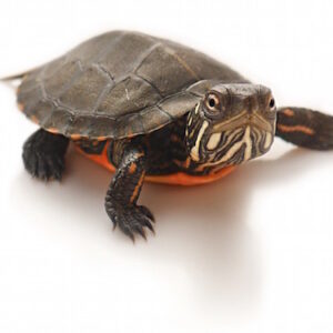 buy Eastern Painted Turtle