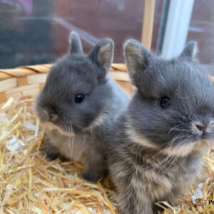 Netherland Dwarf Rabbit for sale 