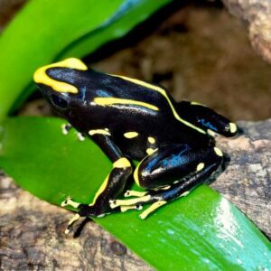 dyeing poison dart frog