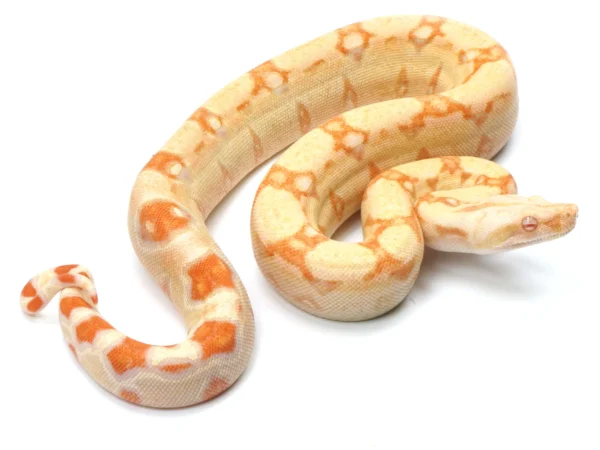 Albino Columbian Boa for Sale