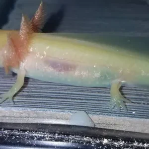Gfp axolotl