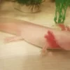 Leucistic axolotl