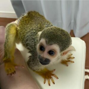 common squirrel monkey,
