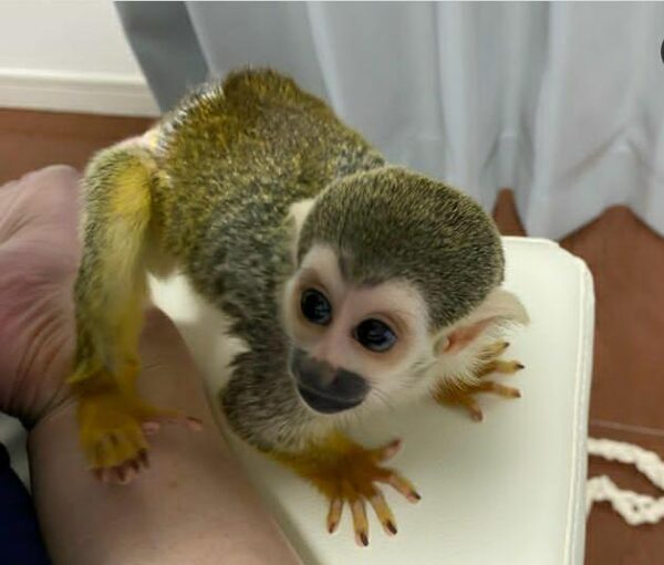 common squirrel monkey,