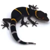 Chinese cave gecko for sale
