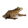 Borneo Eared Tree Frog