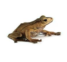 Borneo Eared Tree Frog