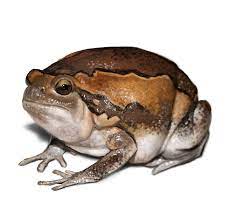 burmese chubby frog