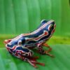 African Reed Frogs