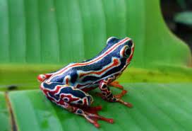African Reed Frogs
