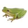 american green tree frog diet