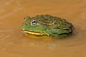 African Dwarf Bullfrog