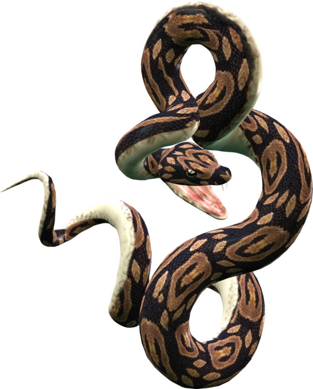 Venomous snakes for sale